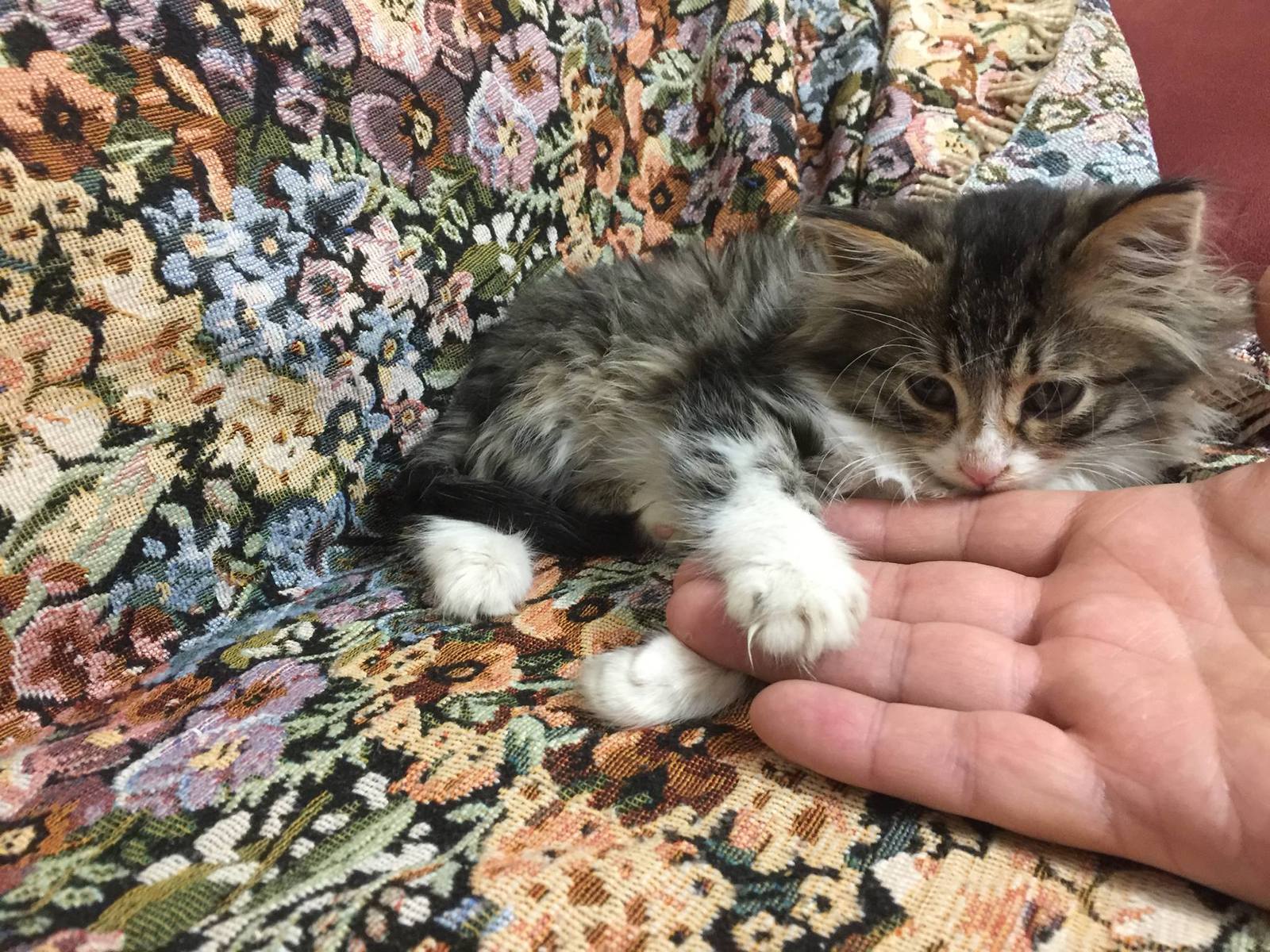 Kishinev. Kind and affectionate baby about 2 months old looking for a new home - My, Kishinev, , In good hands, Good league, Longpost, cat, Help, Helping animals