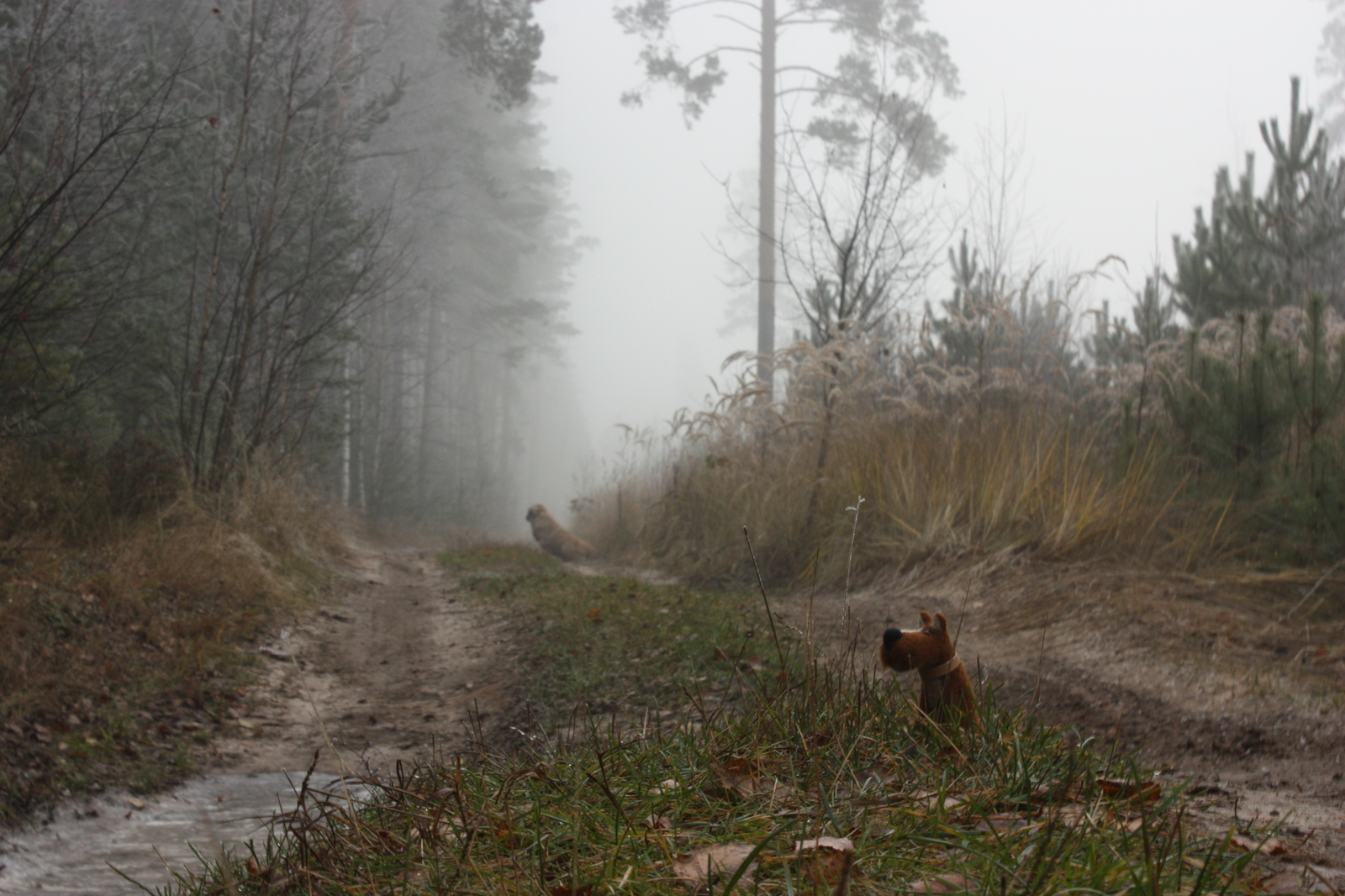 On a walk - My, Walk, Dog, Dry felting, Beginning photographer, Canon 450d, Caucasian Shepherd Dog