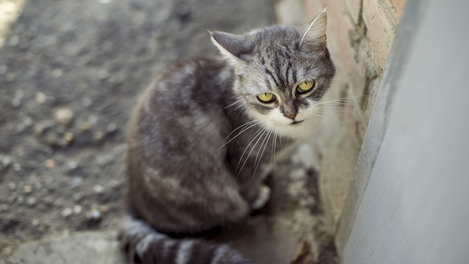 Когда ты не особо нравишься котам. - Моё, Кот, Ненависть, Презрение, Фотография