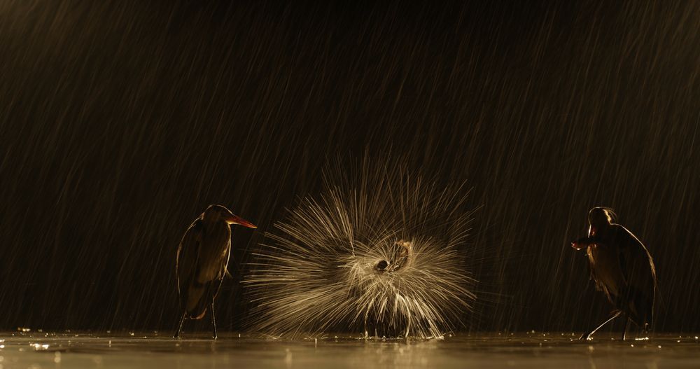 Sparks - Cormorants, Gray heron, The photo, The national geographic, 