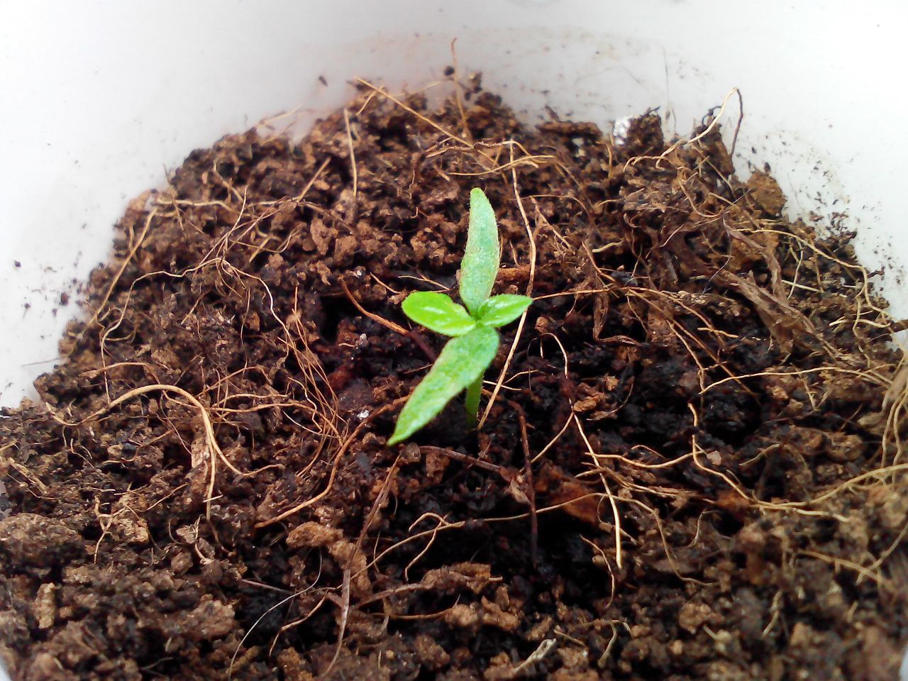 We grow Numex Suave Orange, Aji Melocoton and Tabasco. - My, Pepper, , , Tabasco, cat, Longpost