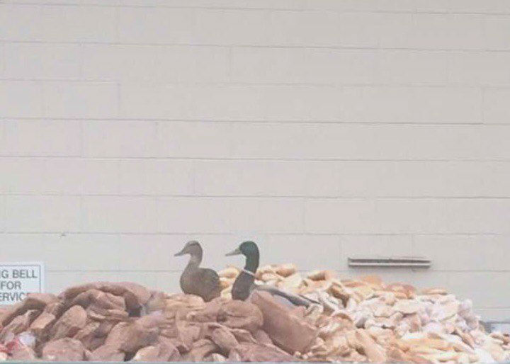 Not the first day I see these ducks in a dumpster full of bread. Looks like they won the duck lottery - Duck, Animals, Humor, Bread, Milota, Lottery, The photo