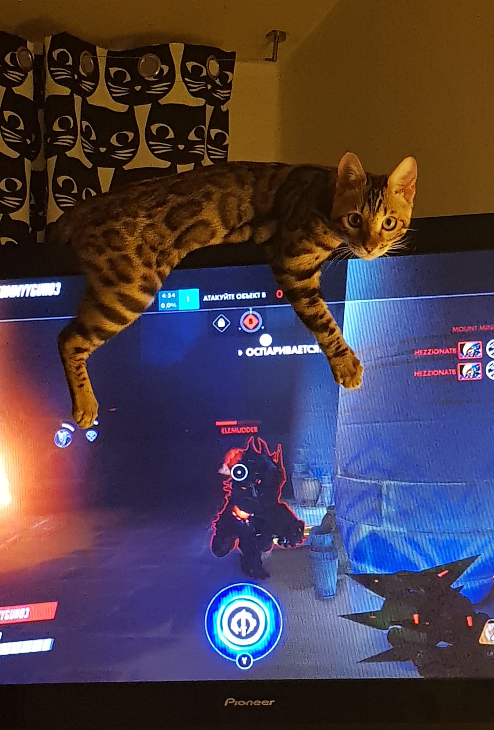 Well play with me better - My, cat, Games, Overwatch