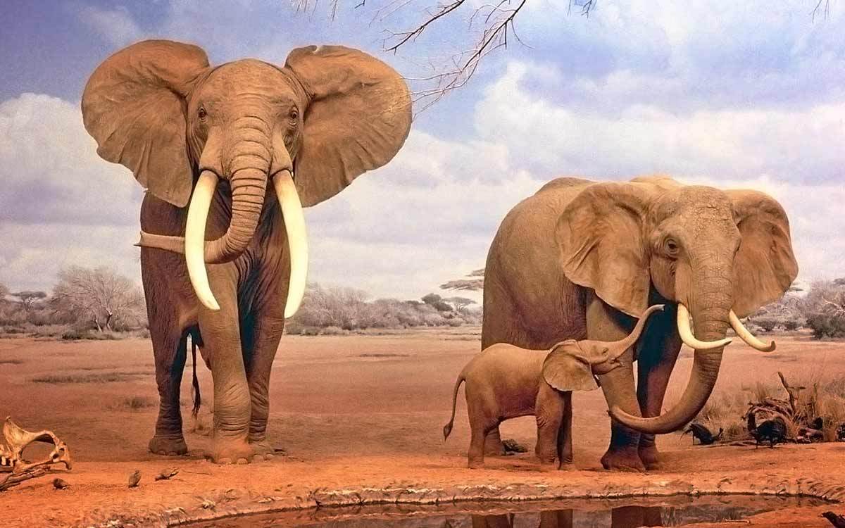 A little about elephants. - Elephants, Facts, Longpost