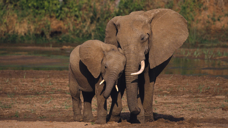 A little about elephants. - Elephants, Facts, Longpost