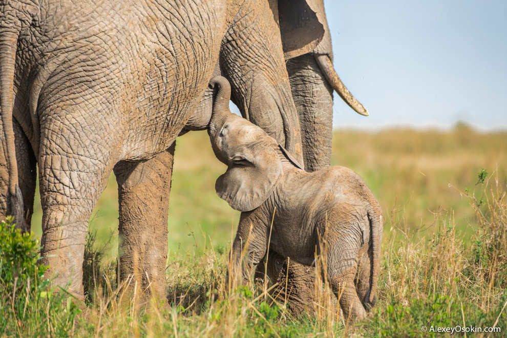 A little about elephants. - Elephants, Facts, Longpost