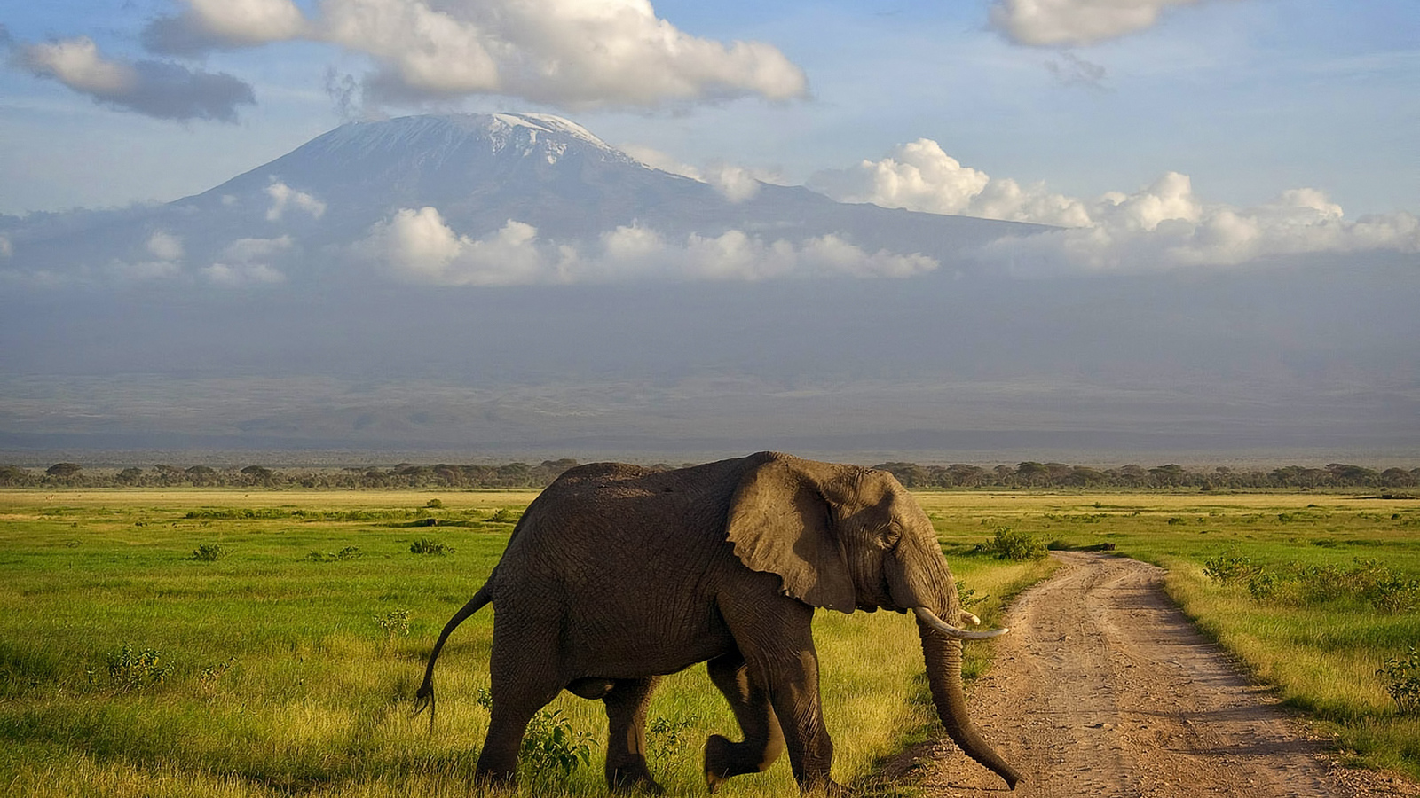 A little about elephants. - Elephants, Facts, Longpost