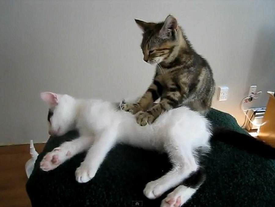 Cats love massage too - cat, Massage, Milota, Pet the cat