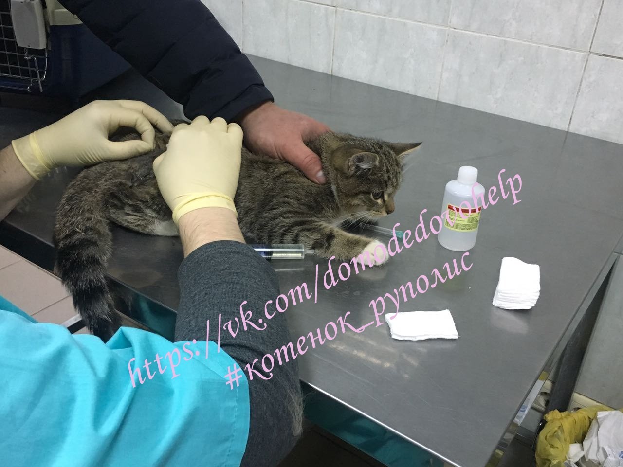 Help a cat with a fracture and a burn.. - , cat, , Good league, Volunteering, Domodedovo, Help, Fracture, Longpost