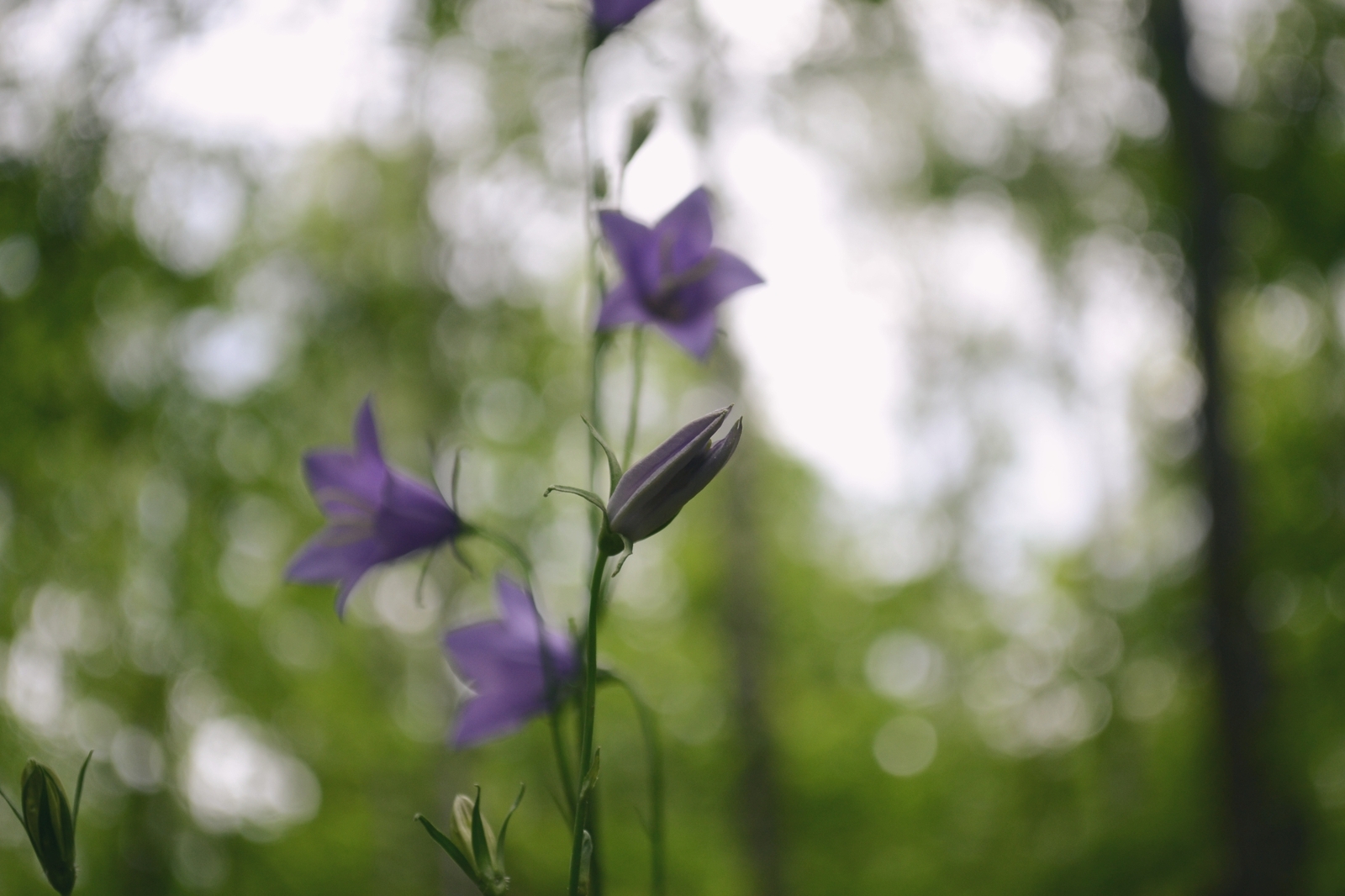 Nature of Belarus - My, The photo, A selection, Nature, Nikon, Nikon d3100, Republic of Belarus, Forest, Flowers, Longpost