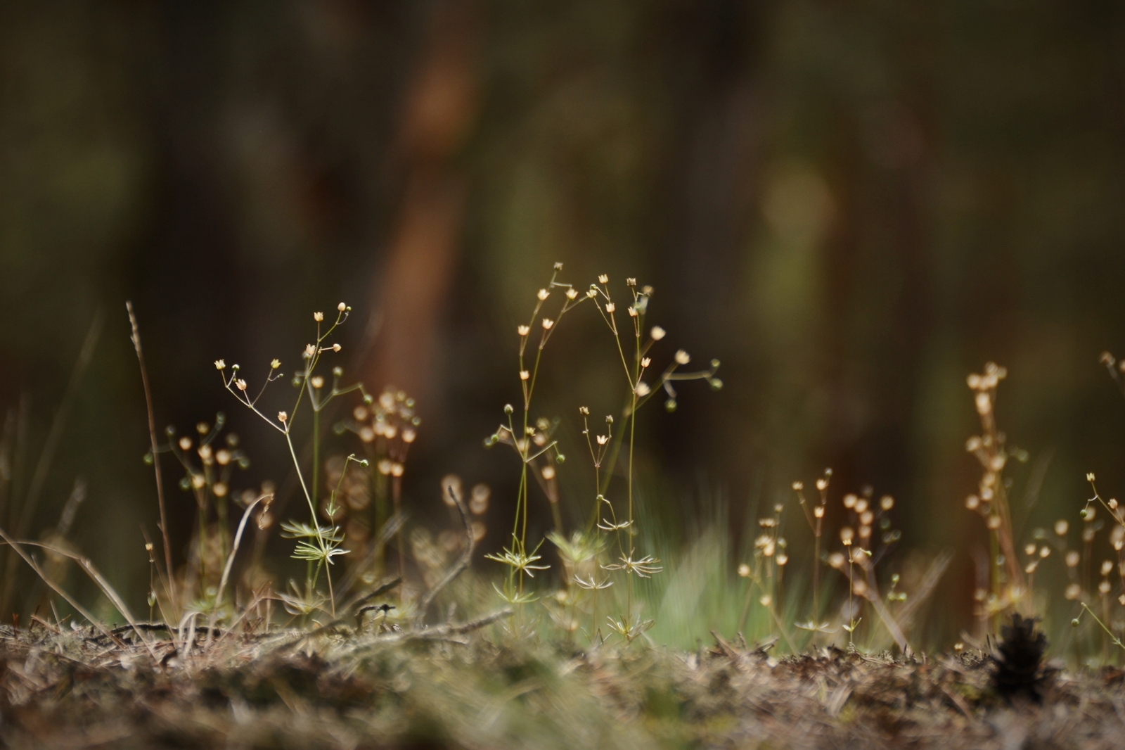 Nature of Belarus - My, The photo, A selection, Nature, Nikon, Nikon d3100, Republic of Belarus, Forest, Flowers, Longpost