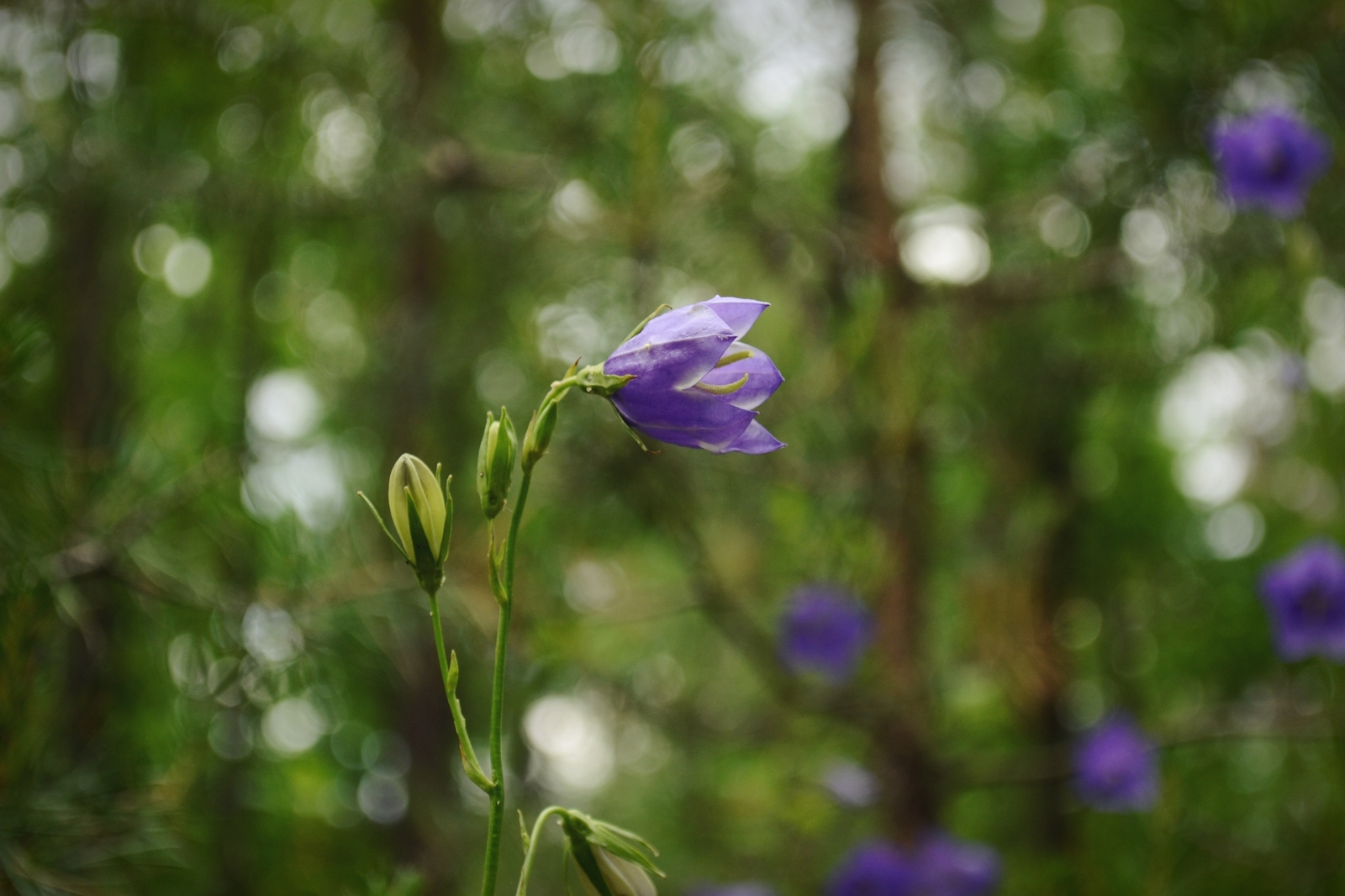 Nature of Belarus - My, The photo, A selection, Nature, Nikon, Nikon d3100, Republic of Belarus, Forest, Flowers, Longpost