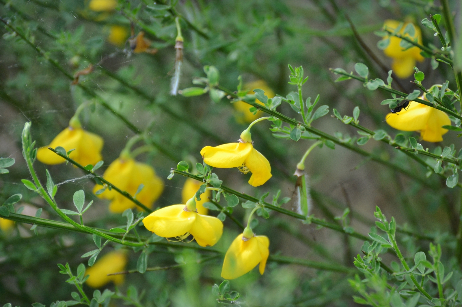 Nature of Belarus - My, The photo, A selection, Nature, Nikon, Nikon d3100, Republic of Belarus, Forest, Flowers, Longpost