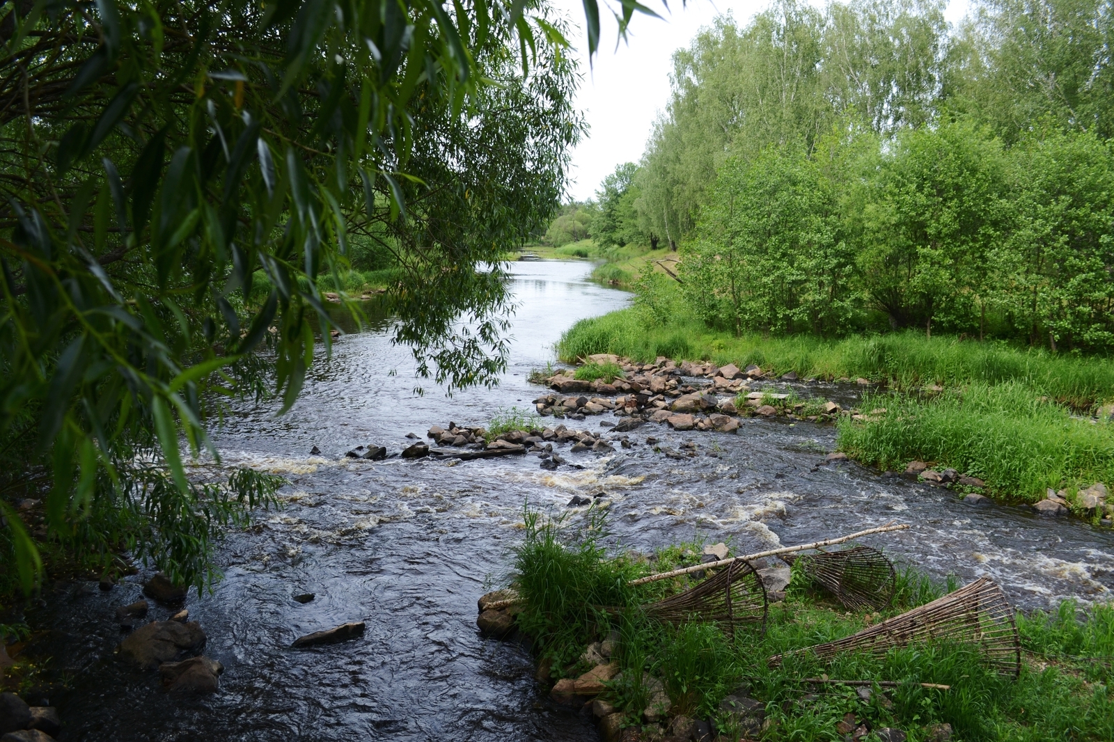 Nature of Belarus - My, The photo, A selection, Nature, Nikon, Nikon d3100, Republic of Belarus, Forest, Flowers, Longpost