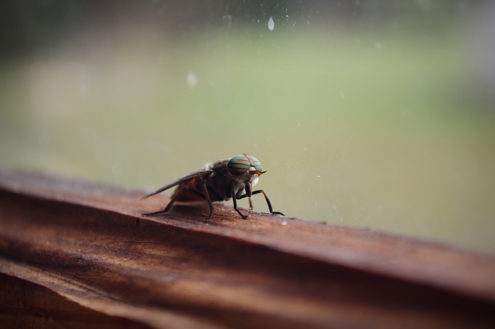 Nature of Belarus - My, The photo, A selection, Nature, Nikon, Nikon d3100, Republic of Belarus, Forest, Flowers, Longpost