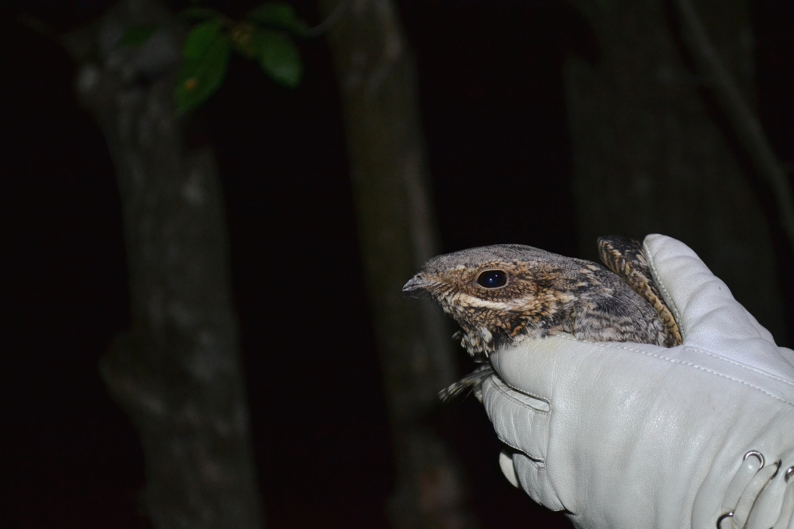 twilight compilation - My, The photo, Night, Morning, Nikon d3100, Nikon, Nature, wildlife, dust, Longpost