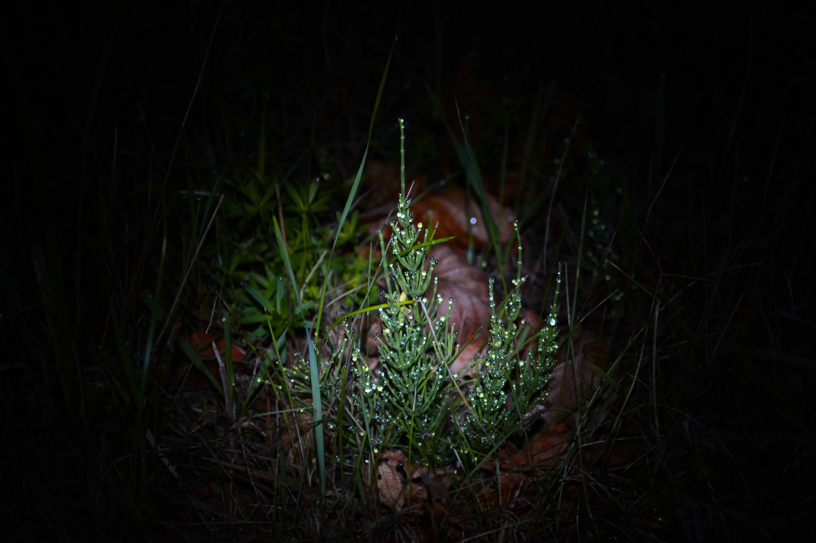 twilight compilation - My, The photo, Night, Morning, Nikon d3100, Nikon, Nature, wildlife, dust, Longpost