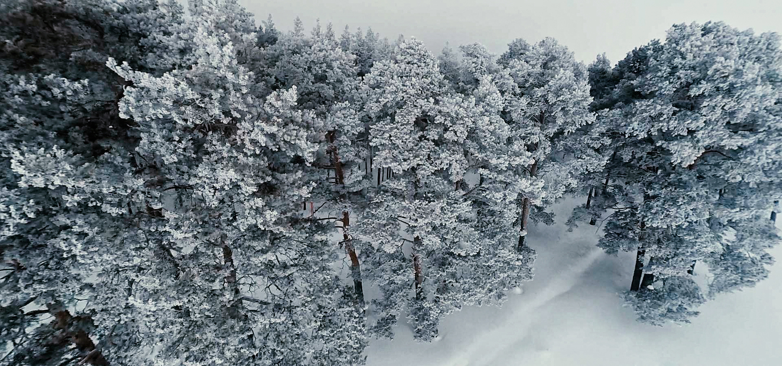 Зимний лес - Моё, Нижегородская облась, Зима, Лес, Природа, Фотография