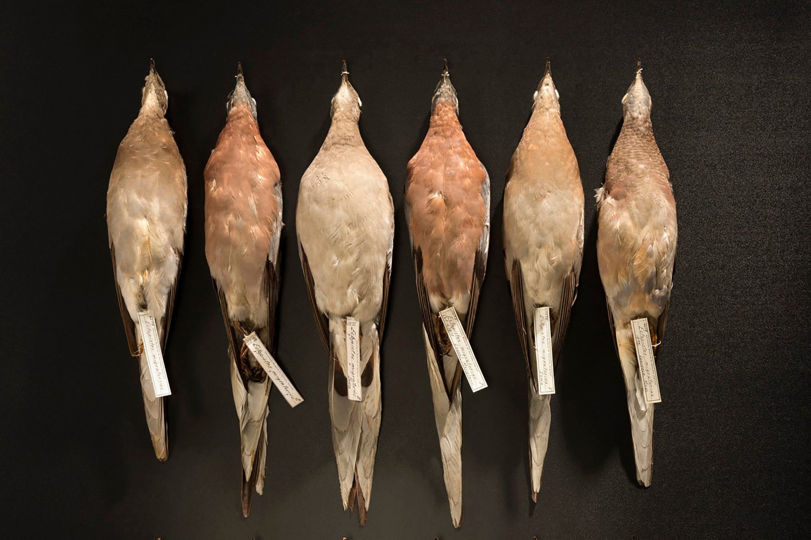 When success causes extinction. - My, Story, Passenger pigeons, Person, Longpost, Takahe