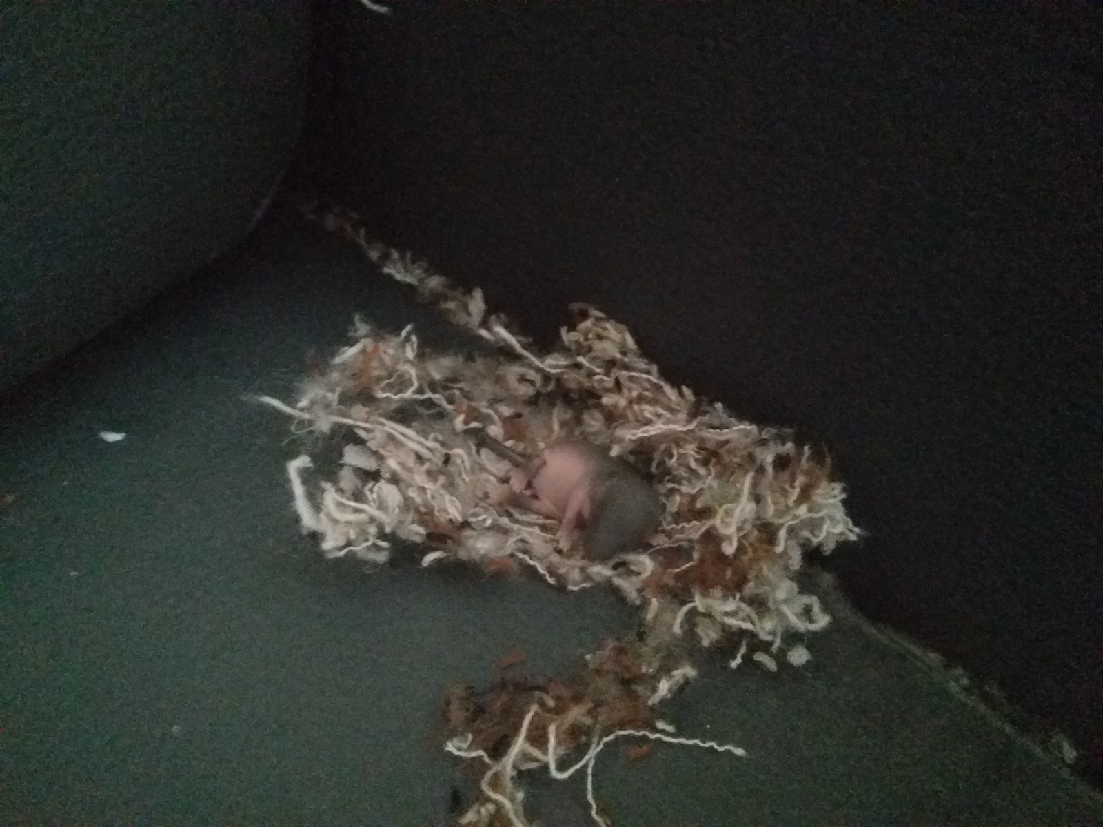 Unexpected surprise - My, Mouse, Nest, Sofa