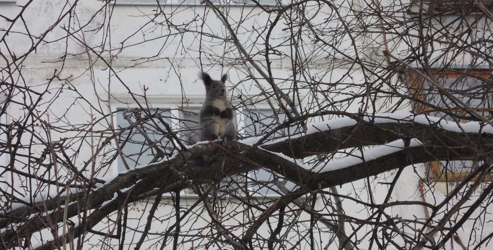 Little forest friend in your feed - My, Squirrel, Animals, The photo, Nobody reads tags, Longpost