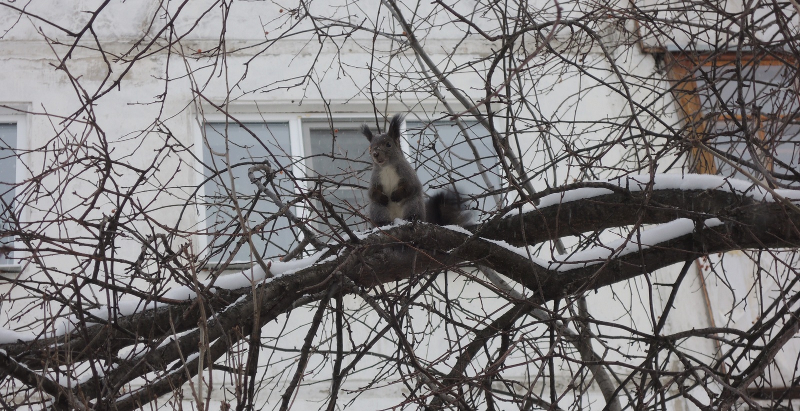 Little forest friend in your feed - My, Squirrel, Animals, The photo, Nobody reads tags, Longpost