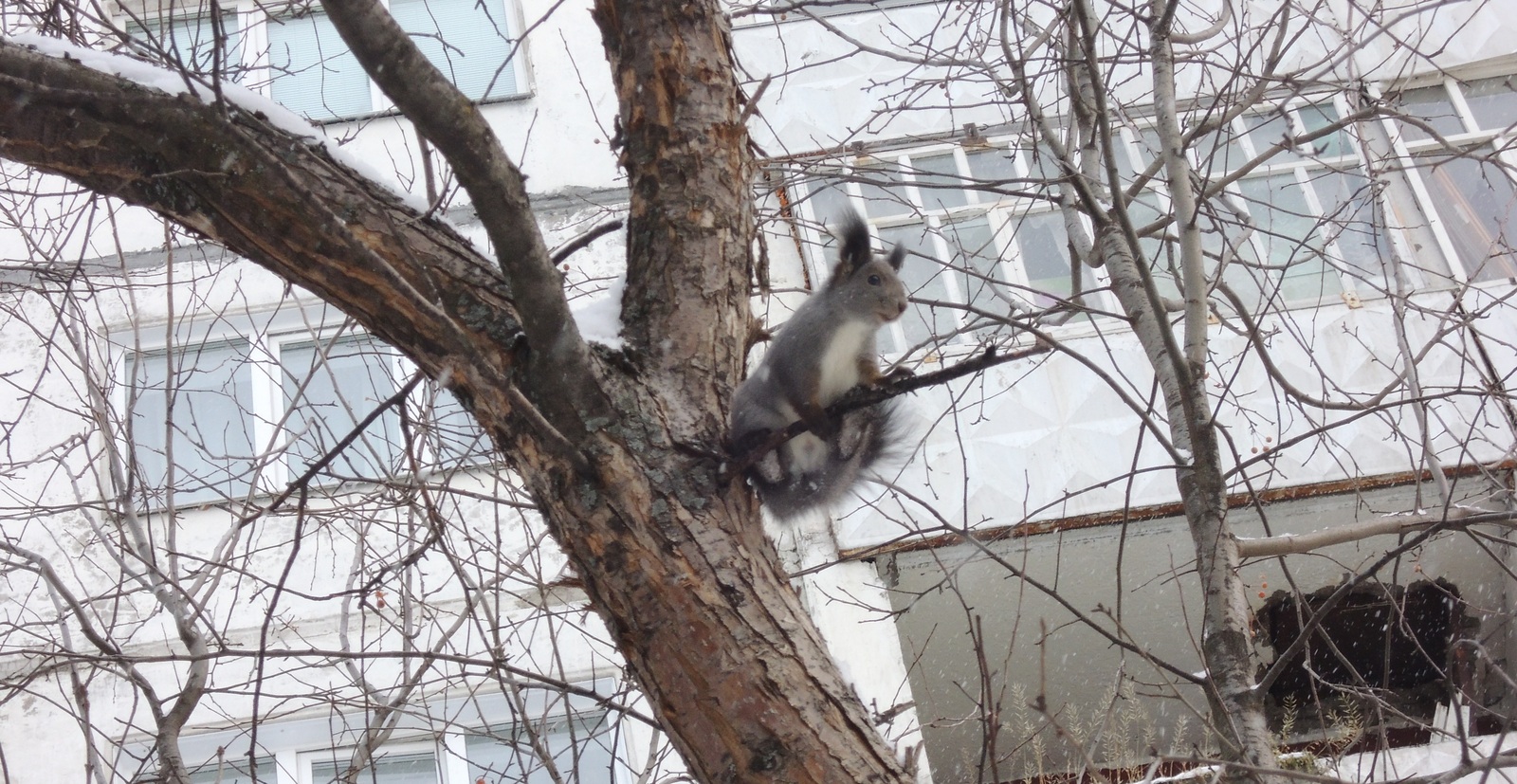 Little forest friend in your feed - My, Squirrel, Animals, The photo, Nobody reads tags, Longpost