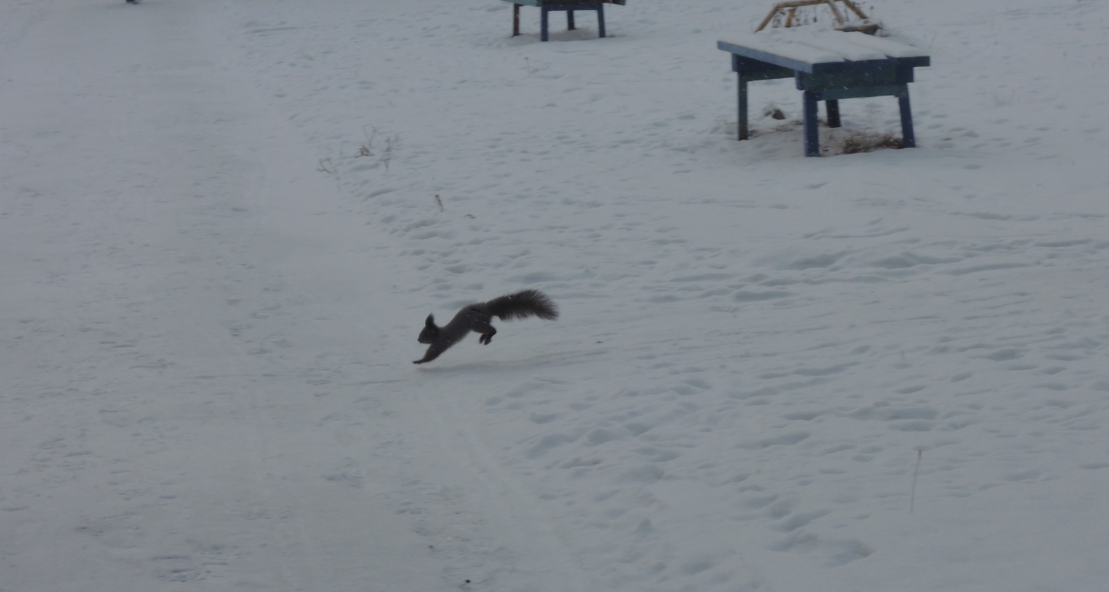 Little forest friend in your feed - My, Squirrel, Animals, The photo, Nobody reads tags, Longpost