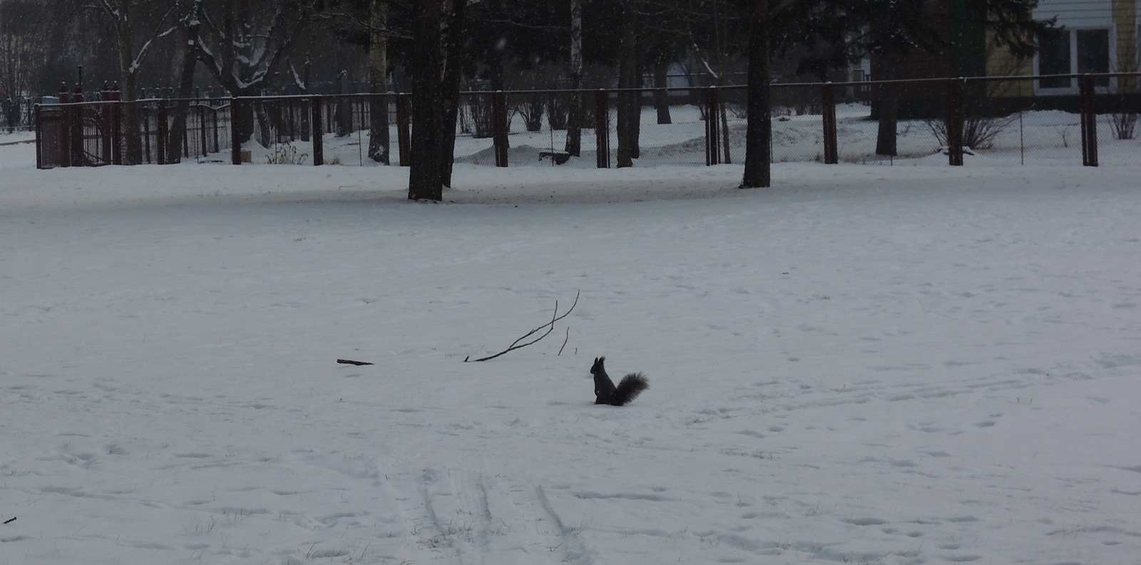 Little forest friend in your feed - My, Squirrel, Animals, The photo, Nobody reads tags, Longpost