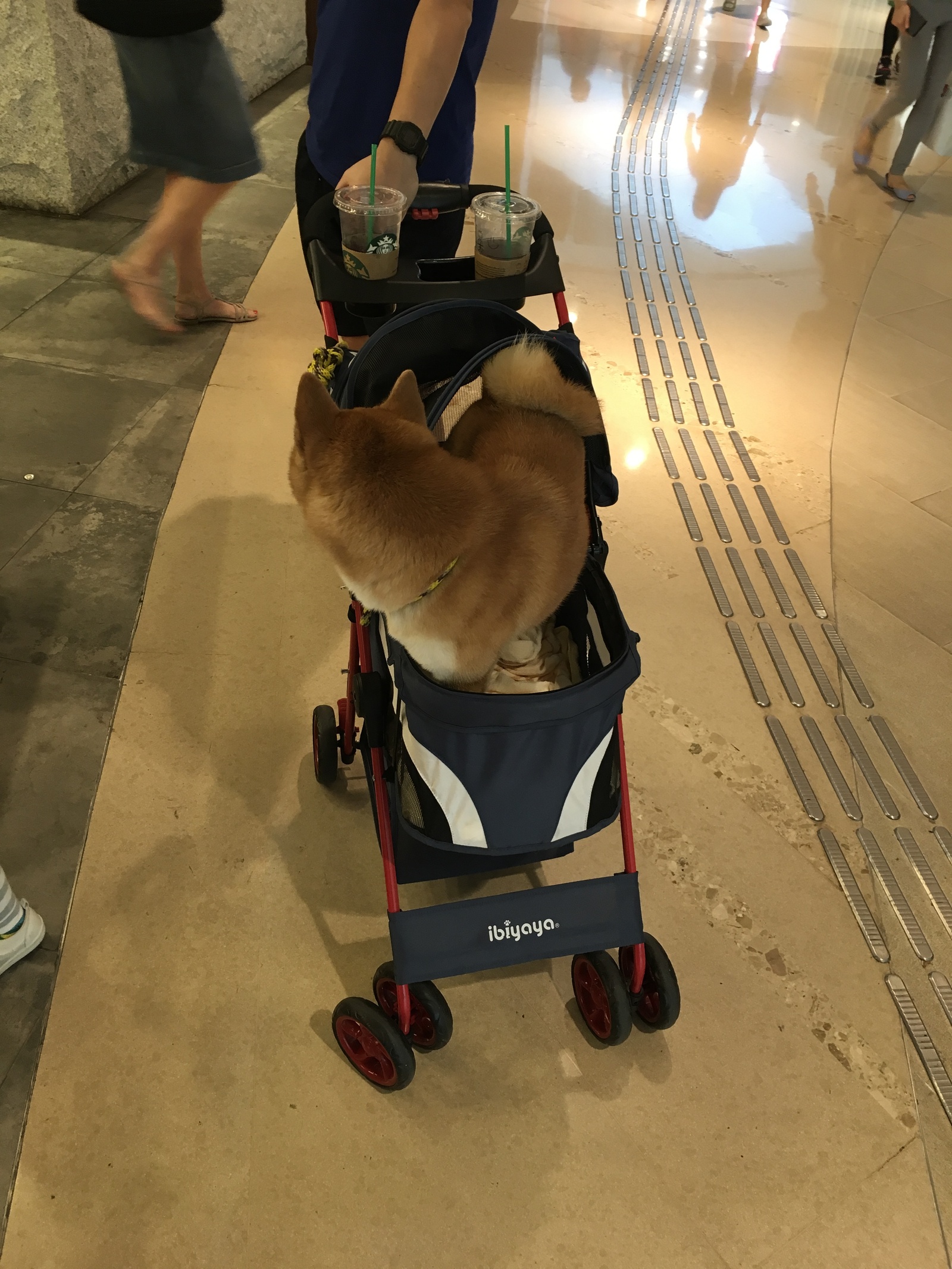 When the wife wanted a child and you wanted a dog - My, Yamma, Lazy, China, Hong Kong, Life hack, Dog, Milota, Asia, Longpost