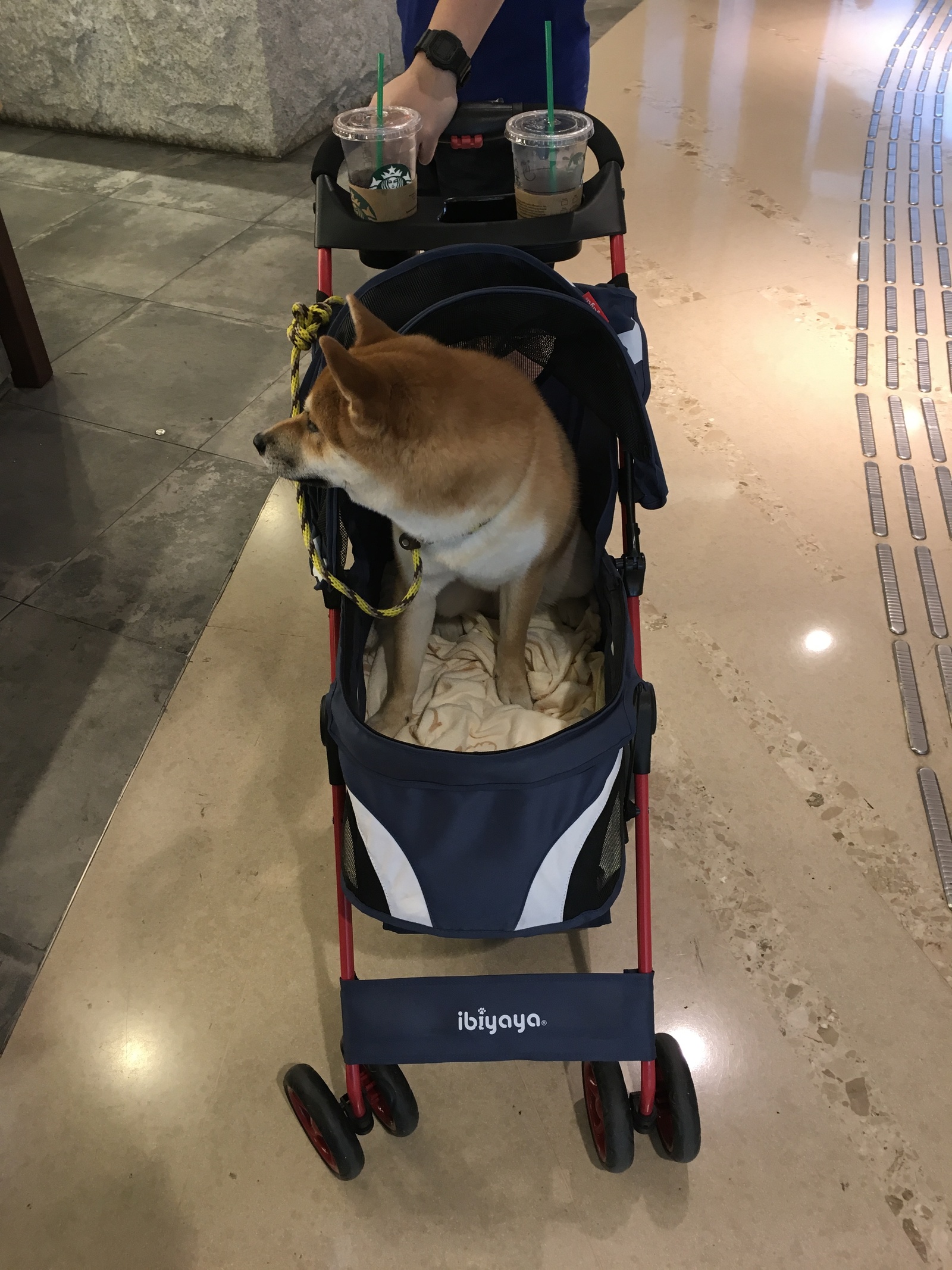 When the wife wanted a child and you wanted a dog - My, Yamma, Lazy, China, Hong Kong, Life hack, Dog, Milota, Asia, Longpost