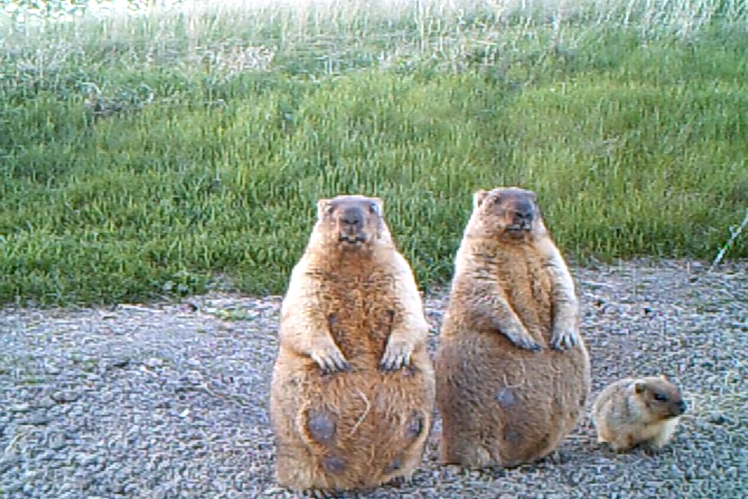 marmot family - Phototrap, The photo, Reserves and sanctuaries, Marmots, Wild animals, Video