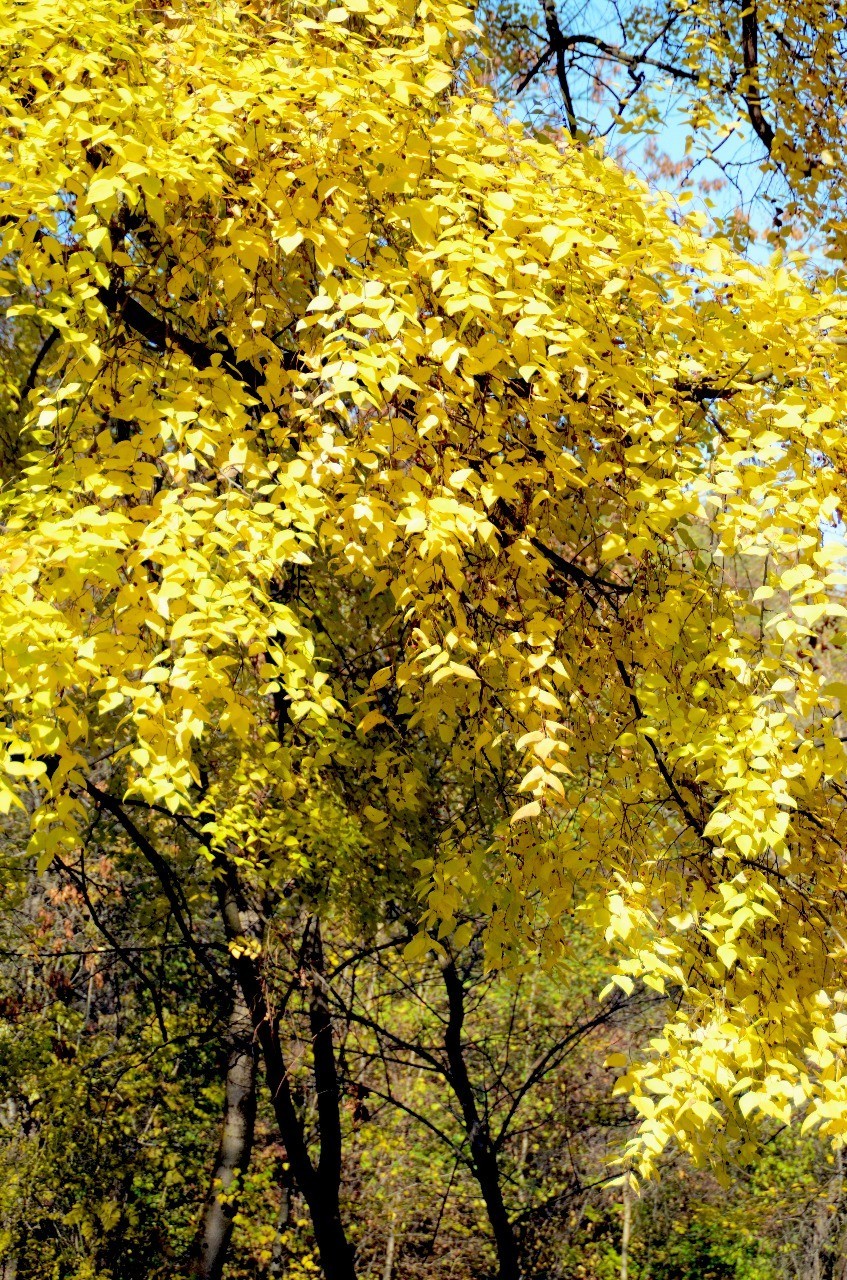 Autumn in Kabardino-Balkaria - My, Autumn, Nature, Landscape, Longpost