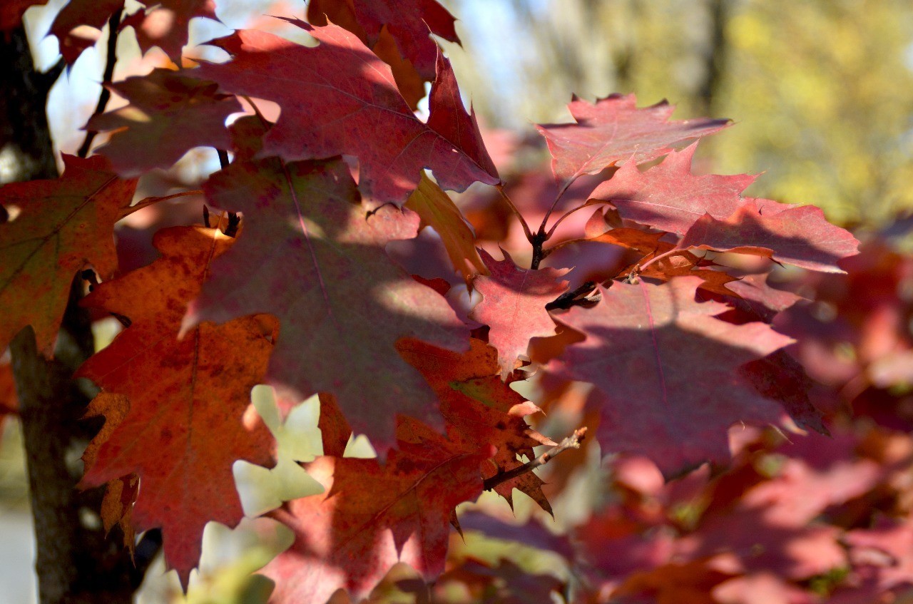 Autumn in Kabardino-Balkaria - My, Autumn, Nature, Landscape, Longpost