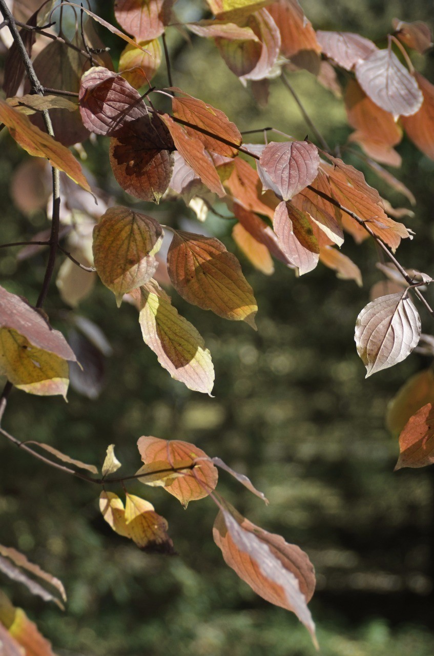 Autumn in Kabardino-Balkaria - My, Autumn, Nature, Landscape, Longpost