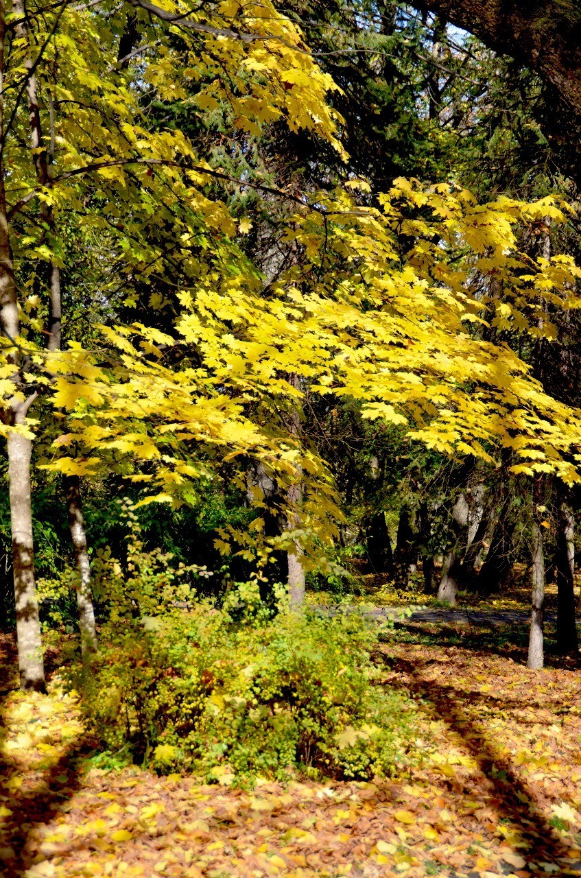 Autumn in Kabardino-Balkaria - My, Autumn, Nature, Landscape, Longpost