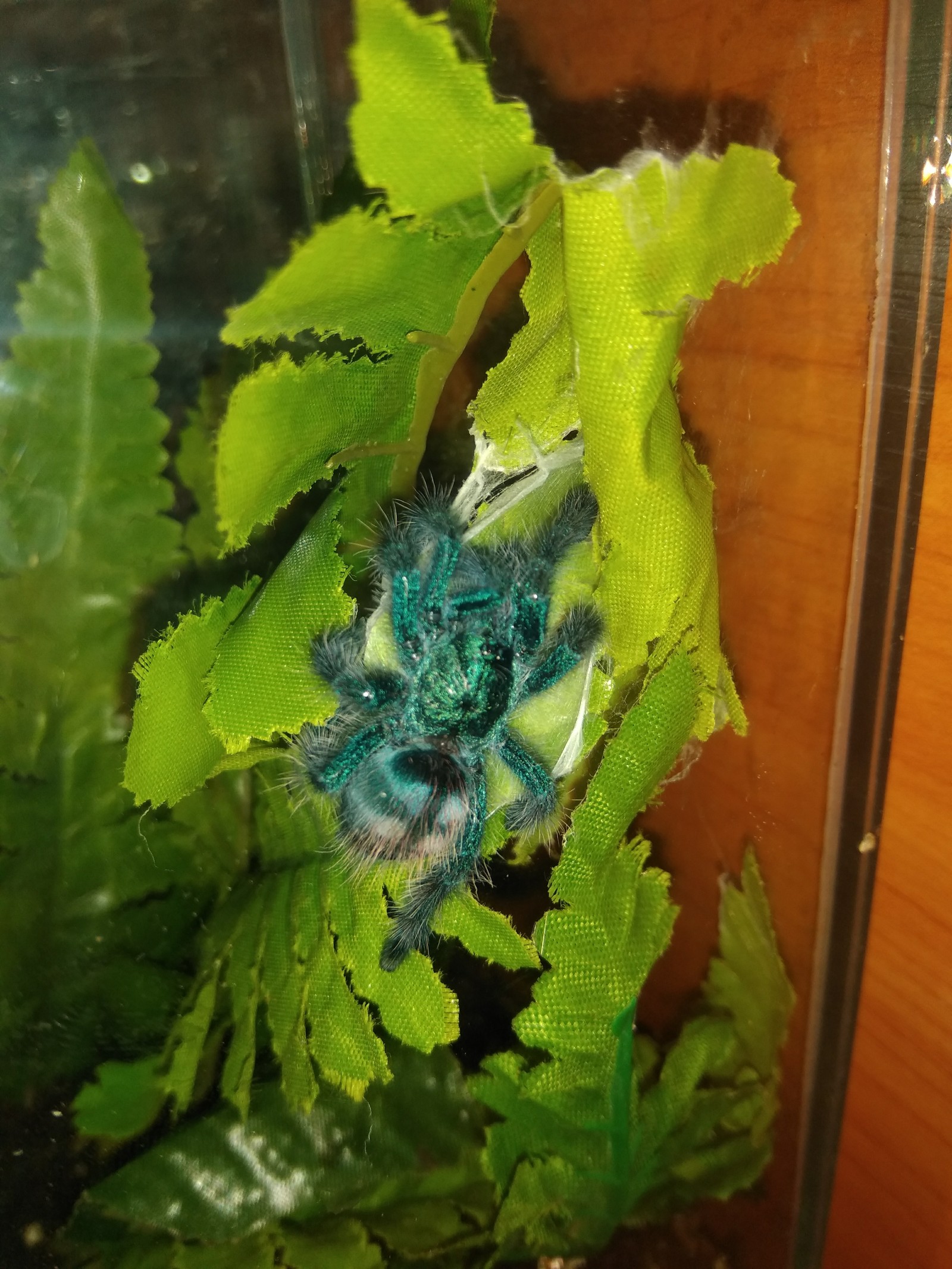 Caribena versicolor moved to L6 - My, Tarantula, Bird spiders, Molting, Longpost