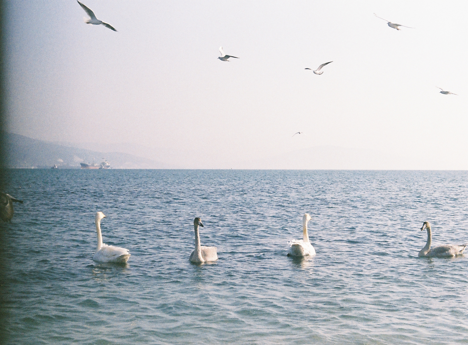 Embankment of Novorossiysk at the Zenith - My, Zenit-e, 35mm, camera roll, The film did not die, Hobby, , Lens, The photo, Longpost