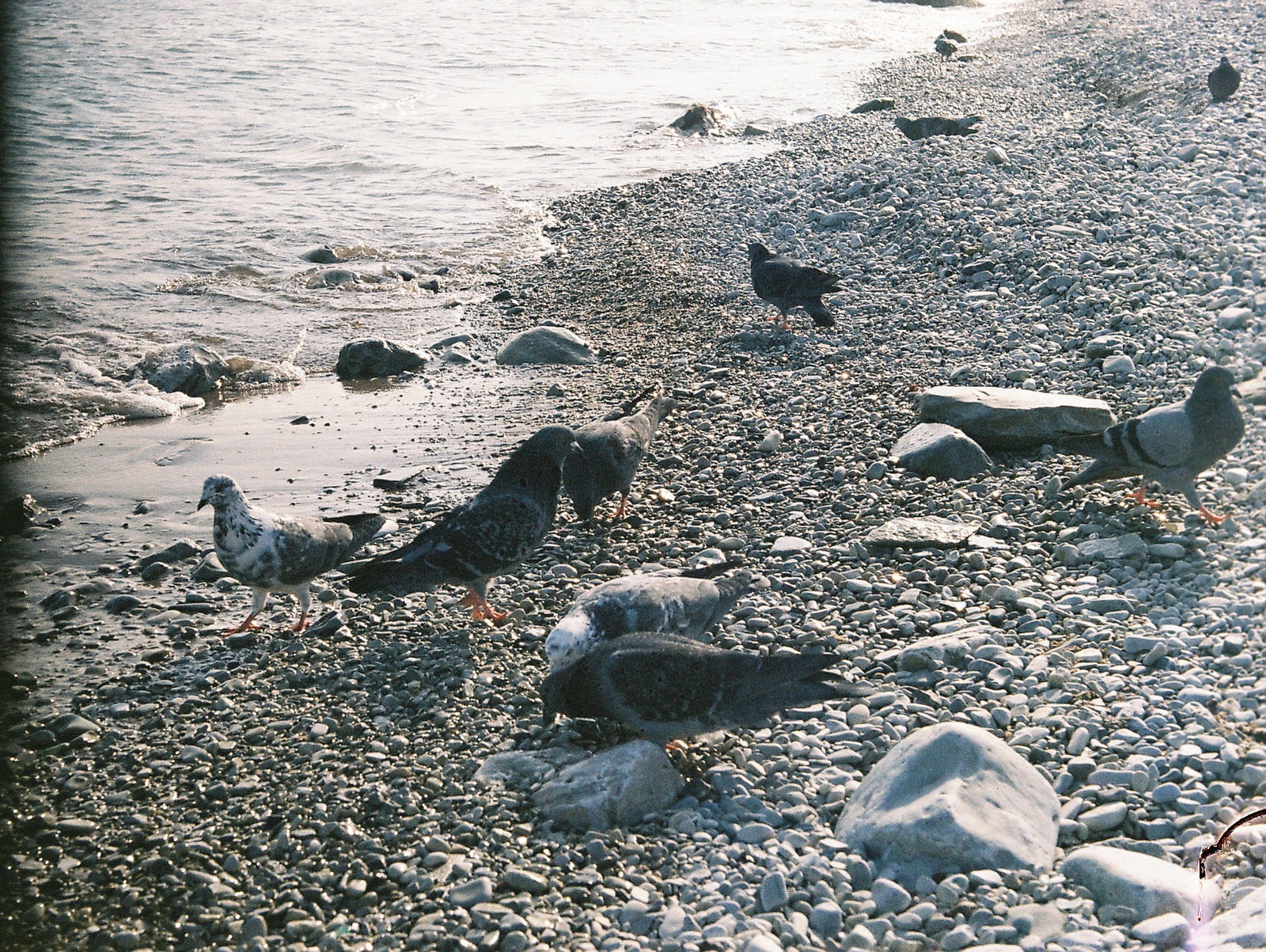 Embankment of Novorossiysk at the Zenith - My, Zenit-e, 35mm, camera roll, The film did not die, Hobby, , Lens, The photo, Longpost