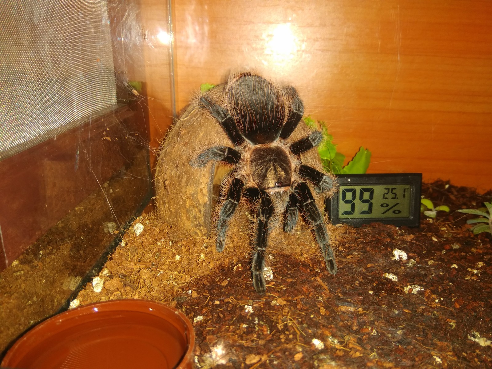 Brachypelma albopilosum is the first and favorite spider for everyone. - My, Bird spiders, Terrariumistics, Spider, , , Arachnophobia, Phobia, Longpost, Care and maintenance