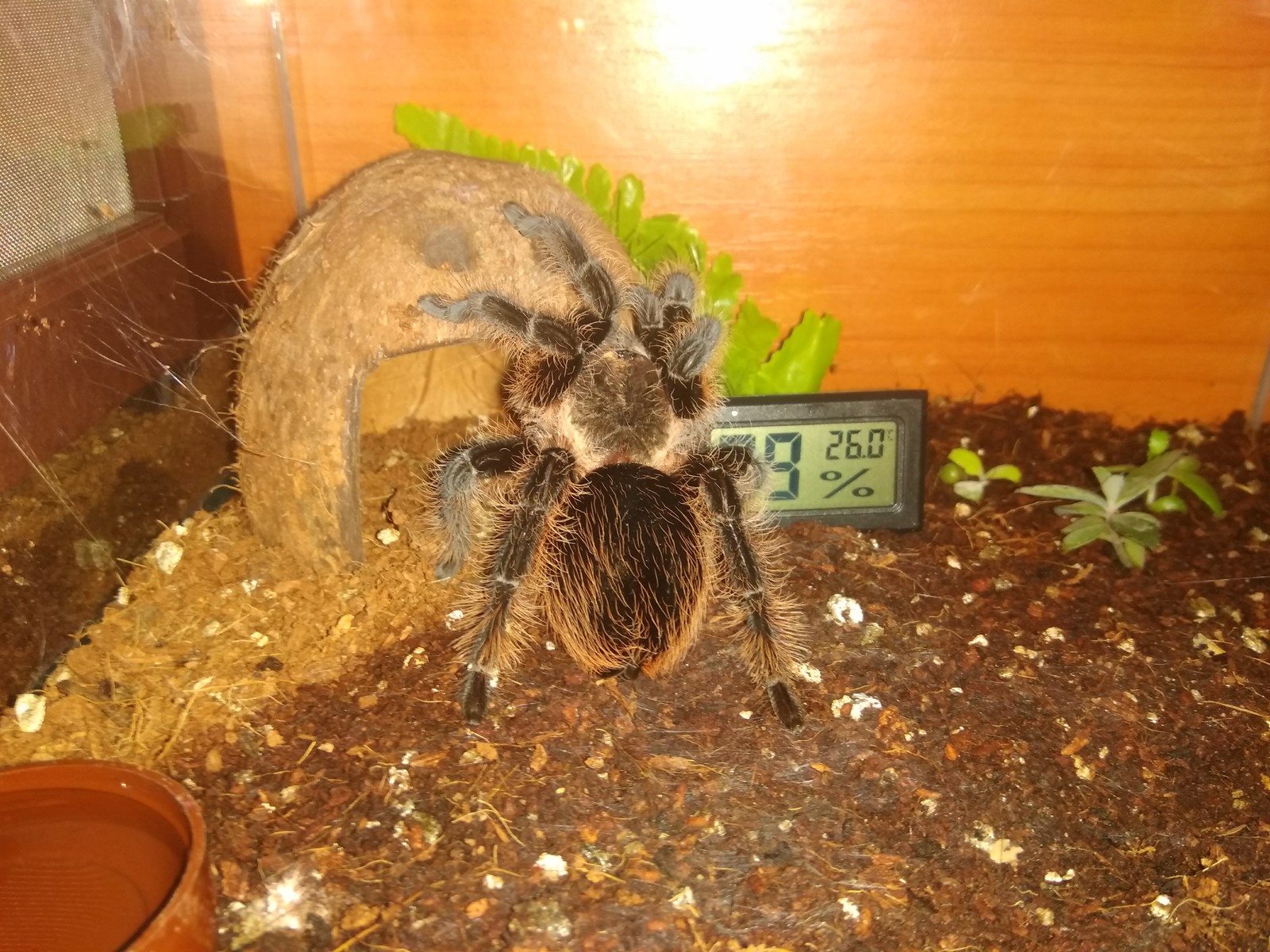 Brachypelma albopilosum is the first and favorite spider for everyone. - My, Bird spiders, Terrariumistics, Spider, , , Arachnophobia, Phobia, Longpost, Care and maintenance