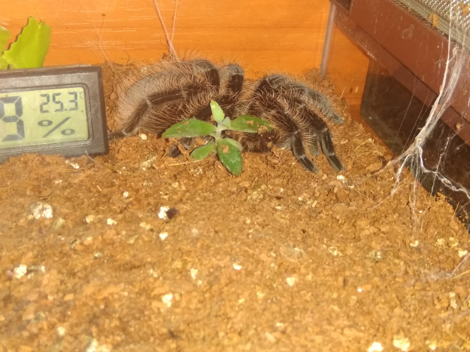 Brachypelma albopilosum is the first and favorite spider for everyone. - My, Bird spiders, Terrariumistics, Spider, , , Arachnophobia, Phobia, Longpost, Care and maintenance