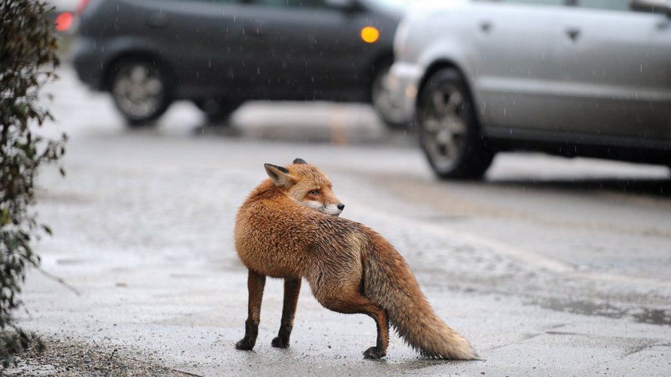 This wild, wild, very wild London. - BBC, Animals, Fox, London, Reportage, Longpost