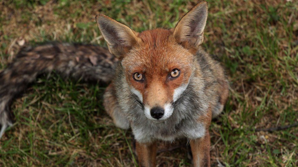 This wild, wild, very wild London. - BBC, Animals, Fox, London, Reportage, Longpost