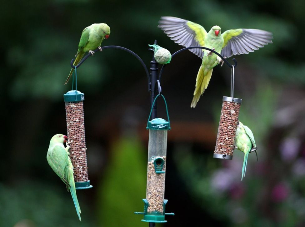 This wild, wild, very wild London. - BBC, Animals, Fox, London, Reportage, Longpost