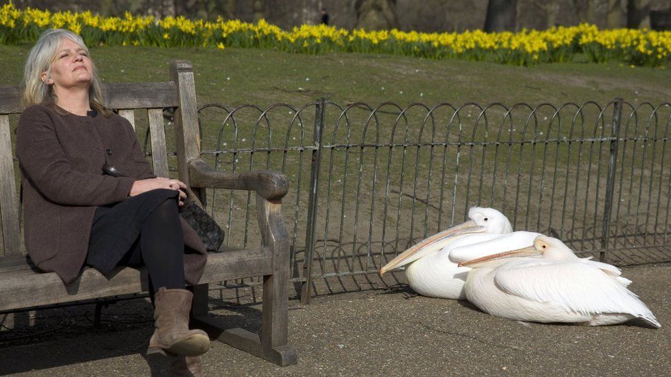 This wild, wild, very wild London. - BBC, Animals, Fox, London, Reportage, Longpost