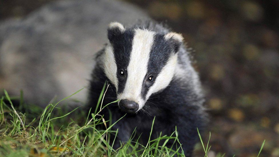 This wild, wild, very wild London. - BBC, Animals, Fox, London, Reportage, Longpost