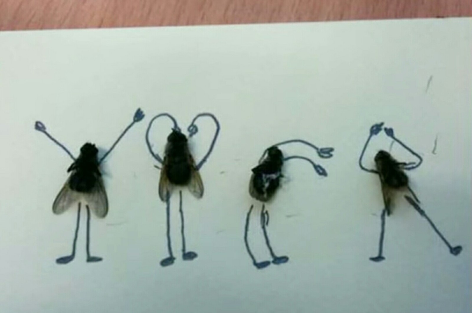 It turns out that dead flies are not so boring - Муха, Drawing, Boredom