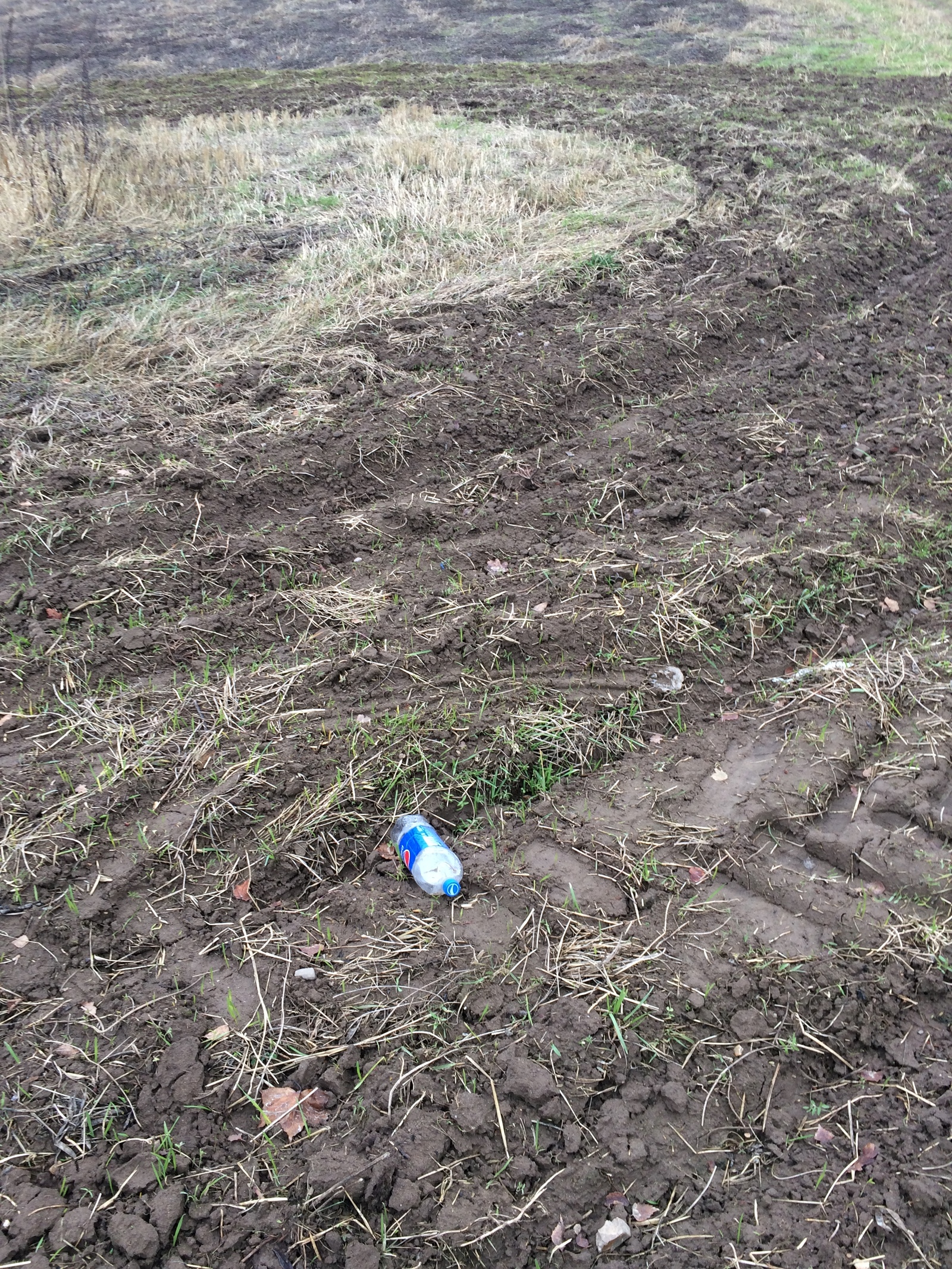 Probably the last cleaning in the Mozhaisk forest - My, Saturday clean-up, Clean forest, Shore, Chistoman, Pure Man's League, Cleaning, Longpost