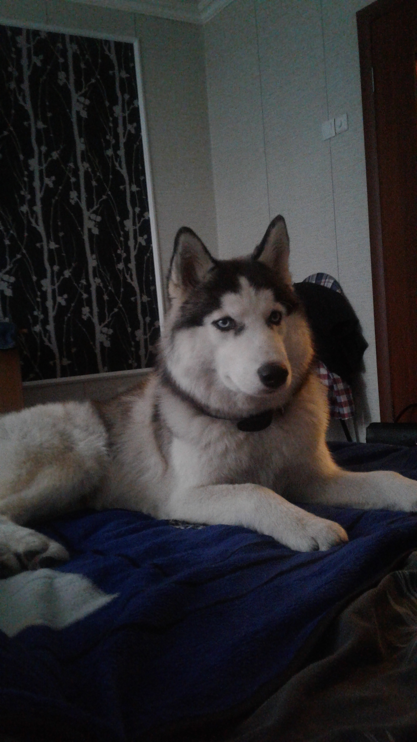 My miracle:) - My, Siberian Husky, Dog, Husky, Milota